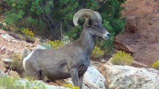2 Bighorn Sheep