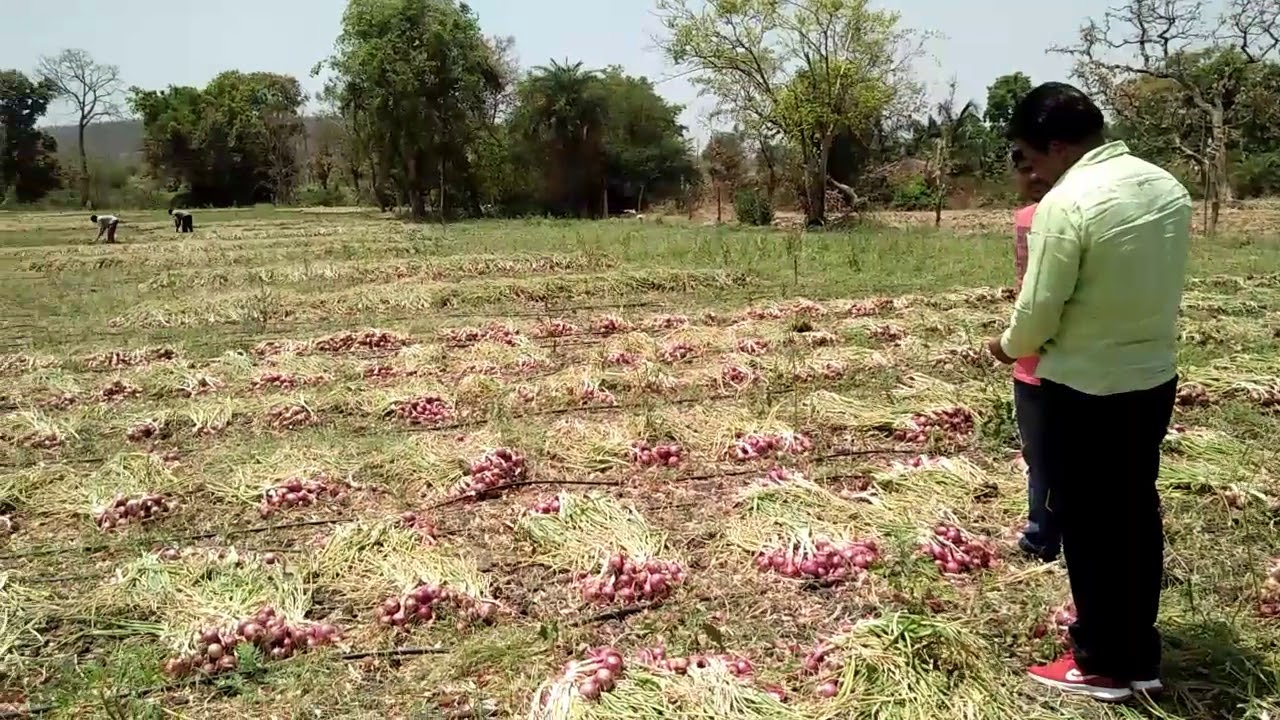 Onion in drip irrigation YouTube