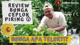 Download lagu REVIEW BUNGA CEPLOK PIRING !!?! Gimana ngerawat nya ? Nggak sulit blasss !!#bunga#tanaman hias#hobi