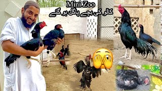 Kalo Ky Bchy Pagal Hu Gye Bri Mushkl Men Dal Dya