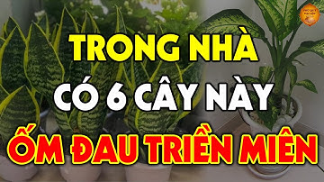 Tuyệt Đối Cấm Trồng 6 Loại Cây Này TRONG NHÀ Kẻo ỐM ĐAU TRIỀN MIÊN, Bỏ Ngay Kẻo Hối Không Kịp