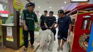 Little Kiyubi Wants To Ride An Elephant To Fly To The Ninth Heaven  The Elephant Is Stubborn An