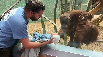 The Orangutan Wanted To See The Baby When Dad Let Her See Him He Did What No One Can Think Of