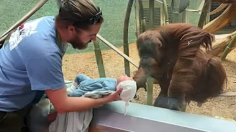 The Orangutan Wanted To See The Baby When Dad Let Her See Him He Did What No One Can Think Of