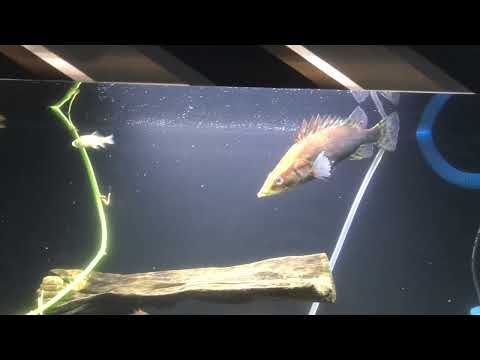 Video: Chinese perch where does it live?