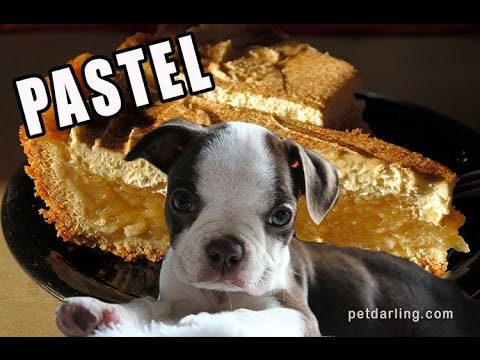 Cupcake De Zanahoria Para Perro Pastel De Pinterest Cupcake De Zanahoria Para Perro Pastel De Pinterest