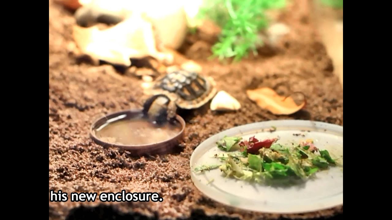 Baby Pancake Tortoise Drinking YouTube