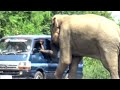 An elephant attack on a van