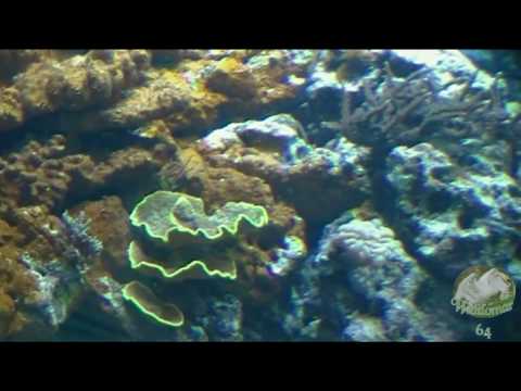 Burgers Zoo - ocean magic