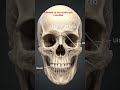 skull anatomy 3d animation
