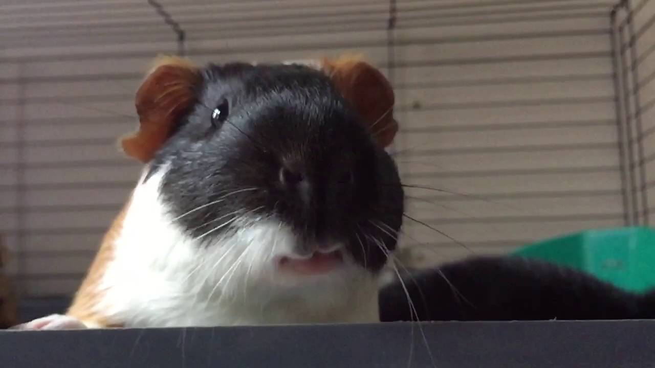 Blackberry's super cute Guinea Pig Mouth