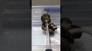 Celebrity Green tree python eating gecko Wealth