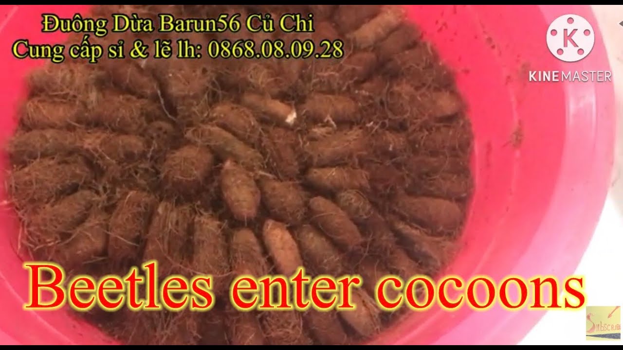 beetles enter cocoons-ĐUÔNG DỪA - HƯỚNG DẪN ĐÓNG KÉN & THU HOẠCH KÉN