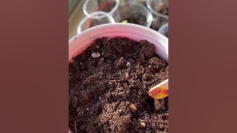 how to hand pollinate lilies and how i make seeds