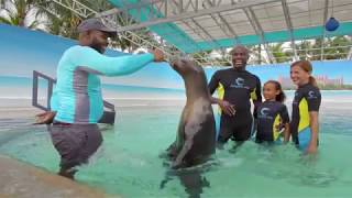 Playtime With Sea Lions  wet, silly and crazy fun!