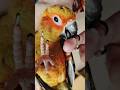 Check out this super cute clingy little buddy! ✨🦜💖 #conurecraze #sunnythesunconure