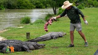 Can You Pry An Alligators Mouth Open? Alligator Alley Summerdale Al