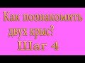 Как познакомить двух крыс Шаг 4