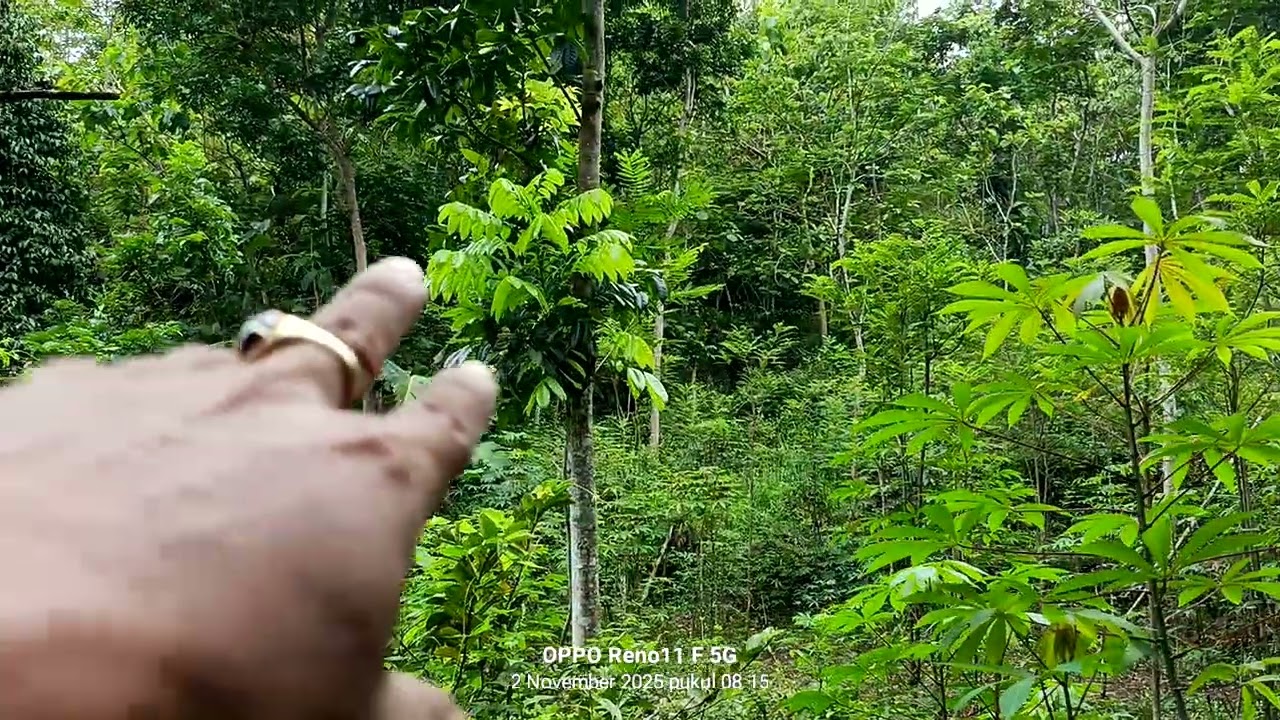 Jual tanah Murah meriyah.SHM luas:8000m² Harga:145 juta.