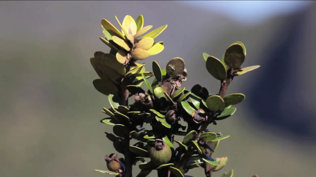 Zendémics, épisode 1 – Le bois de nèfles