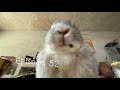 ウサギって、見てたらついフフってなっちゃう。Bunny eating, swaying and toppling.