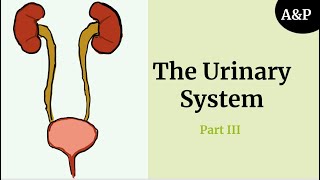 Urinary System Part 3