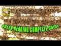 Raising Queen Bees / Queen Rearing / Grafting Queen Bees