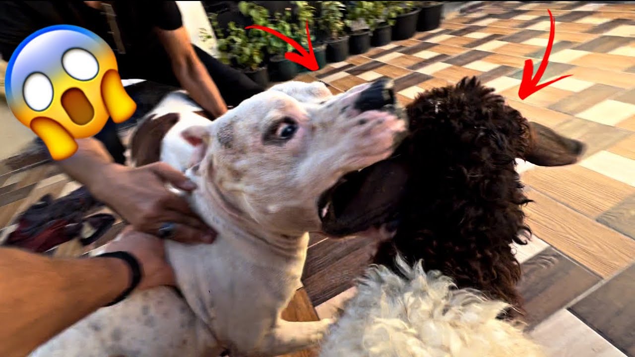 رد فعل الخروف🐏 لما شاف بويكا وسلطان🐶😱