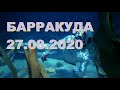 Барракуда 27 08 2020