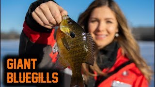Crappie, Bluegill, and sunfish on the Mississippi River (Catch & Cook)