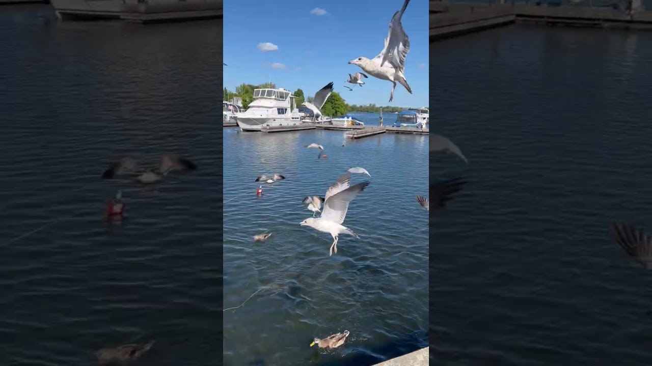 Nice day at the park with a lot of birds ￼