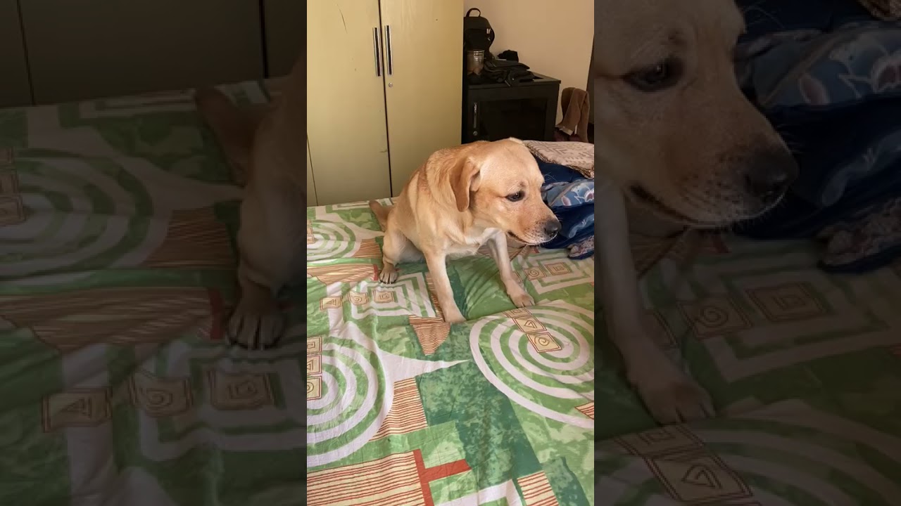 Funny Zoomies Dog YouTube