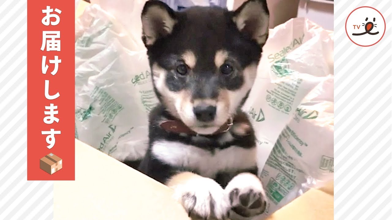 うちにも一箱お願いします 愛らしい姿でみんなに笑顔を届ける 黒柴宅配便ヾ ﾉ 41秒 Peco ペコ