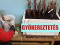 Eredmények a javított gyökereztető ládával – Konténerezés és tárolás