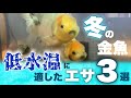 【冬の金魚】低水温に適した3種類の餌を比較 年間を通じた金魚のエサの与え方 The goldfish food for cold water @peperia