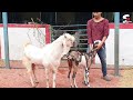 Hansa Goat Meet female Goat at STAR GOATS FARM Asif STD