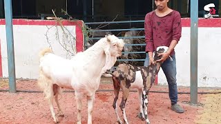 Hansa Goat Meet female Goat at STAR GOATS FARM Asif STD