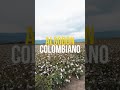 ALGODON 100% COLOMBIANO