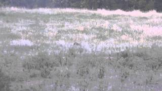 Miss Ginger Dell Artemide Serena