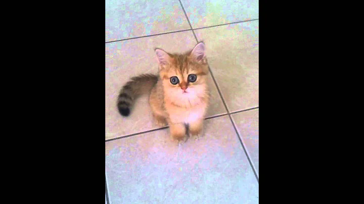 Video 579671: shorthair persian cat, persian cat baby playing, persian cat sweet