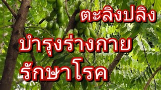 ต้องรีบหามากิน!!สรรพคุณดีของ!!ตะลิงปลิง # ผลไม้เปรี้ยวจี๊ด ขับเสมหะแก้ร้อนไนไขข้ออักเสบ