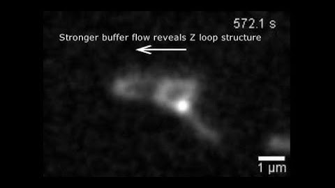 TU Delft -Z loop formation by condensin-condensin traversal 2/3