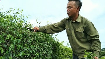 Kinh nghiệm làm cây lọng tán của anh Cần Bách Tính