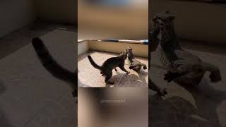 cats fighting🤪🤯 #youtubememes #favoritememes #funnymemes #lastmeme #meme #memerevolution