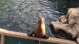 Sea World  Sea lions