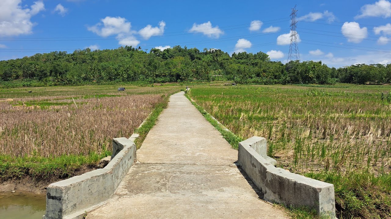 SUASANA CERAH DI SAWAH