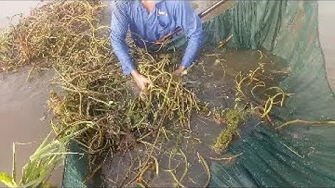 Đặt ủ lươn mùa nước nổi cái nào cũng dính.p2.cuộc sống miền tây#lamnguyenvolg#