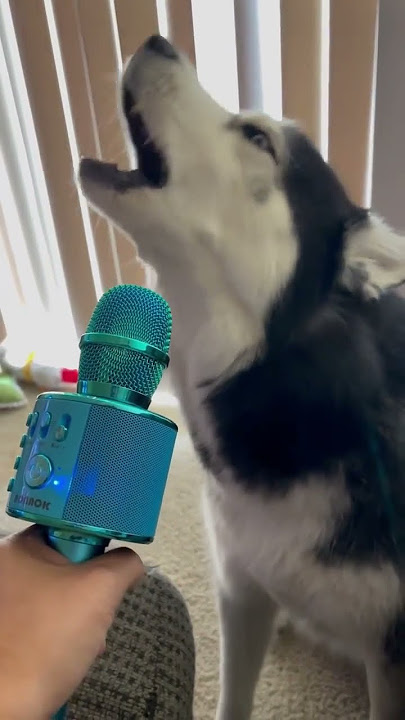 Husky autotune rockstar singer 😂