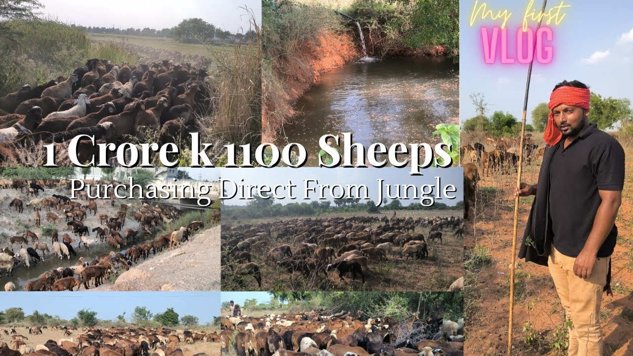 My First Vlog | Eid 2023 Sheep's Purchaseing from Jungle | 1100 Sheep's