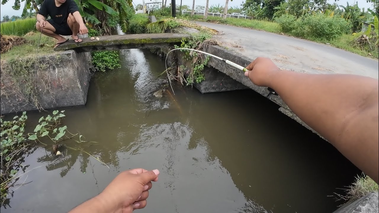Selokan sekecil ini ikanya besar besar‼️Mancing wader di selokan desa mbelan‼️